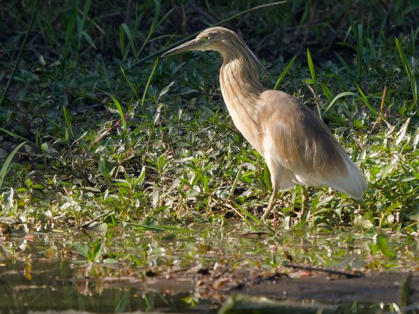 Squacco heron (Ardeola ralloides)